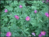 Rosa woodsii